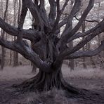 Geheimnisvoller Baum