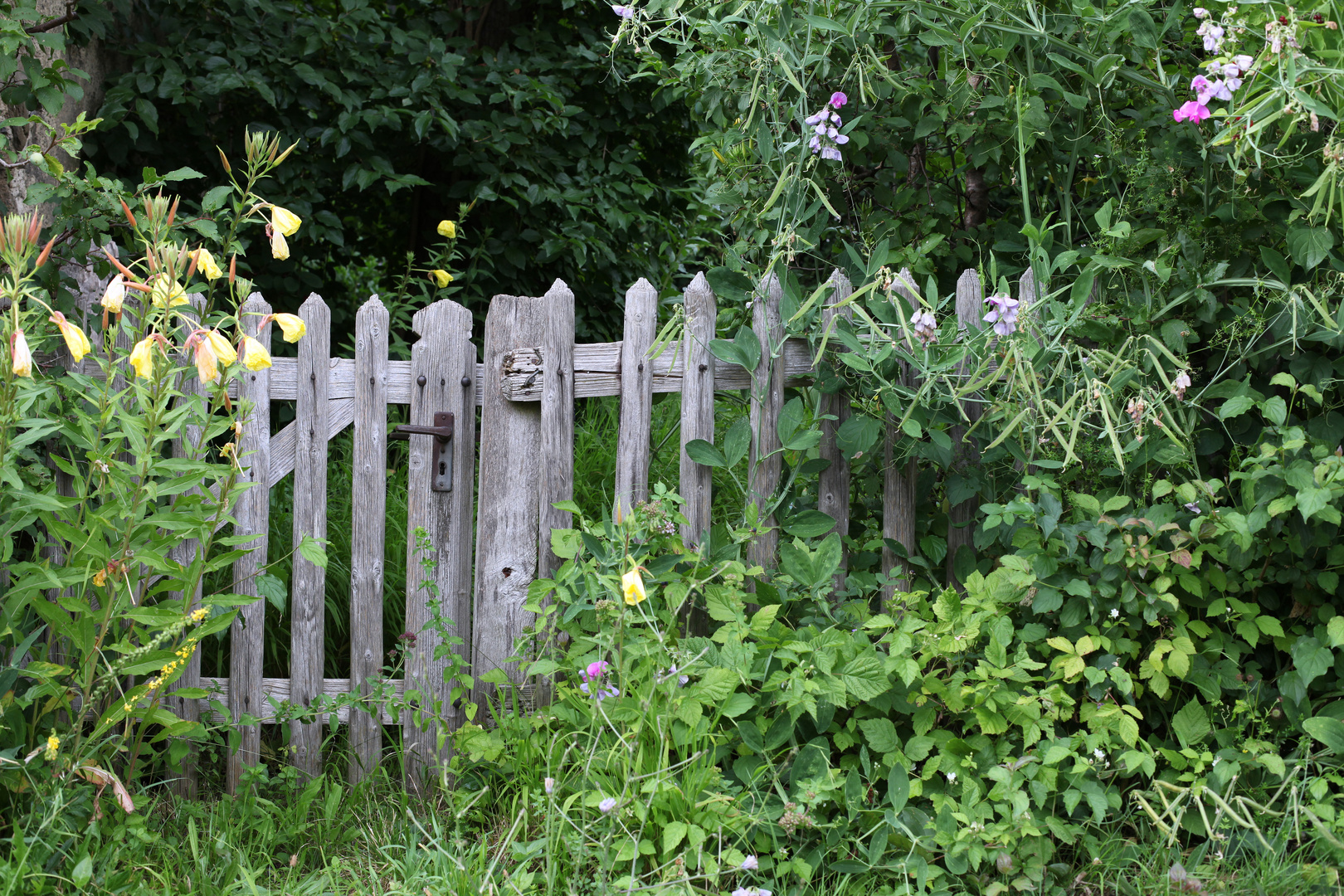 Geheimnisvoller Garten Foto & Bild landschaft, zäune