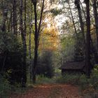 geheimnisvoller Herbstwald