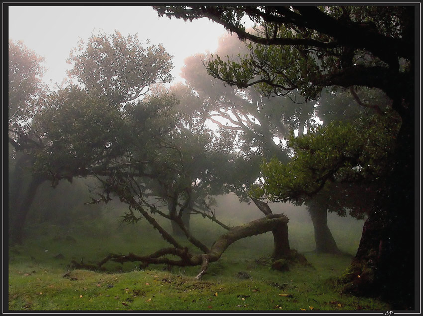 Geheimnisvoller Lorbeerwald ...