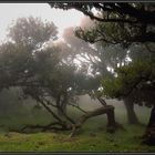 Geheimnisvoller Lorbeerwald ...