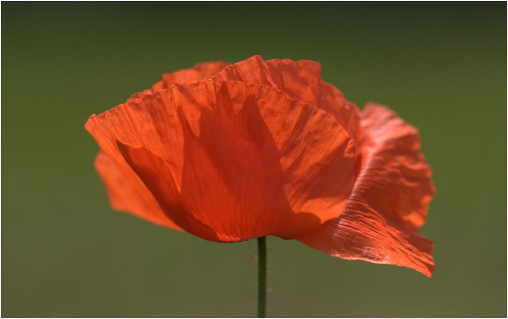 Geheimnisvoller Mohn