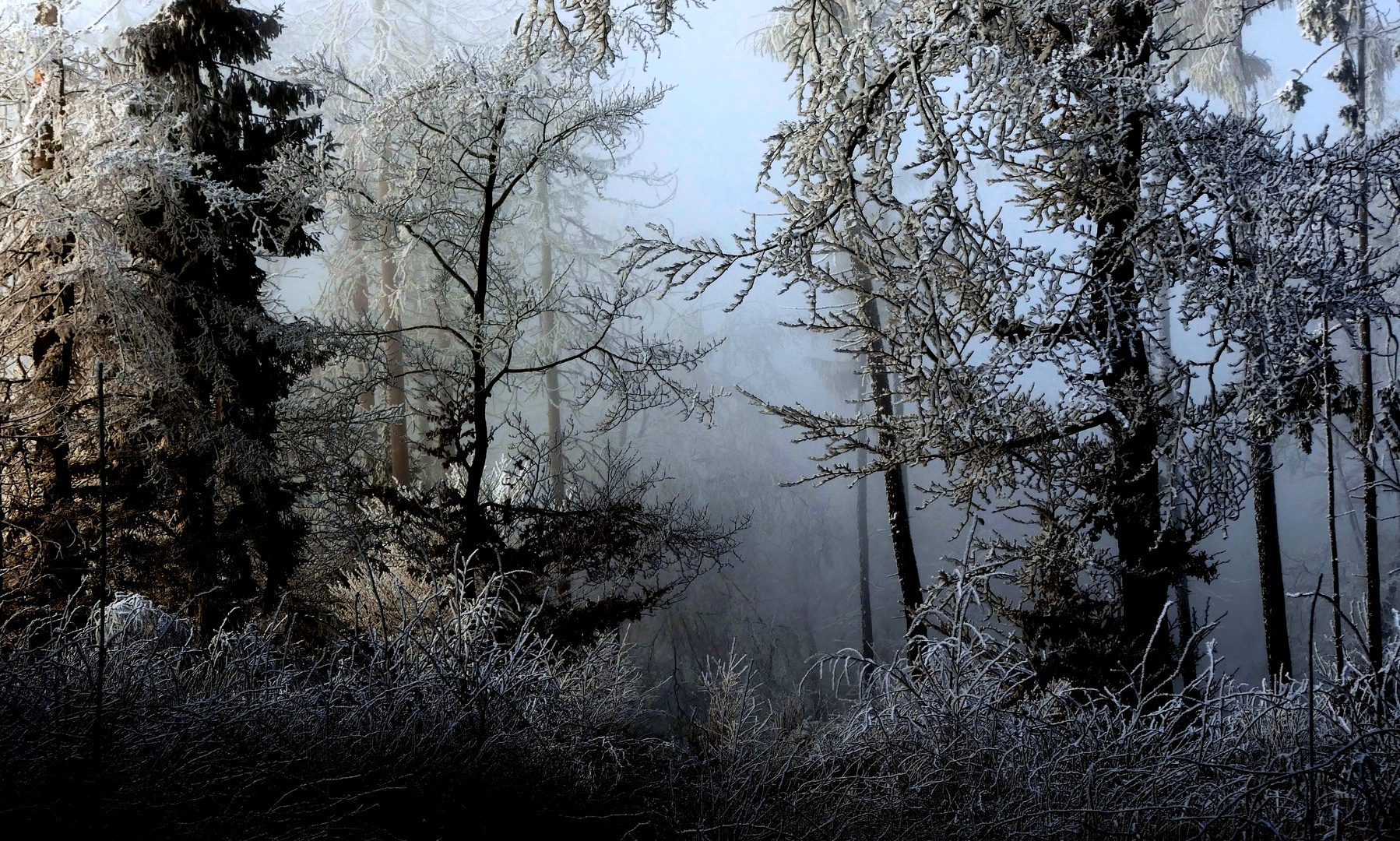 Geheimnisvoller Raureifwald