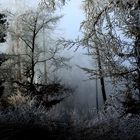 Geheimnisvoller Raureifwald