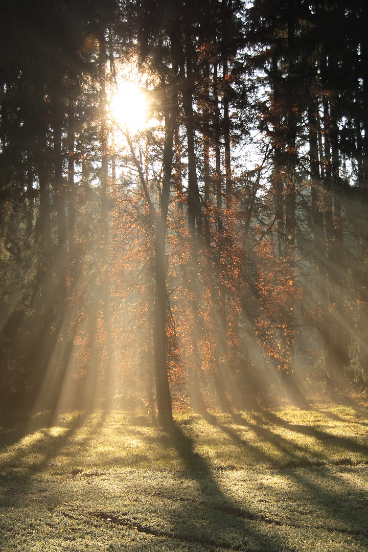 Geheimnisvoller Wald