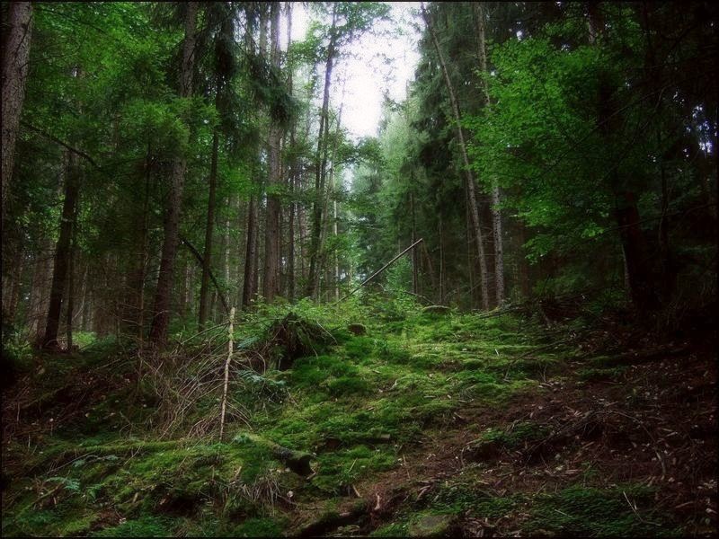 Geheimnisvoller Wald