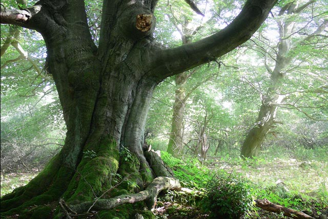 Geheimnisvoller Wald