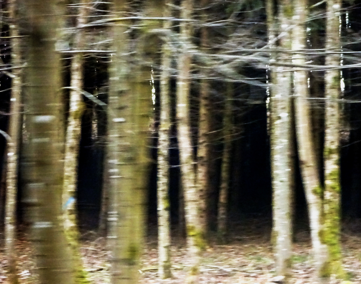 Geheimnisvoller Wald
