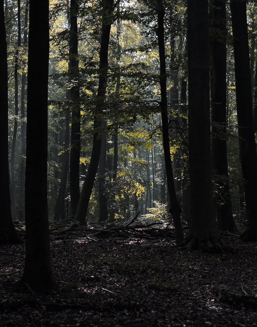 geheimnisvoller Wald