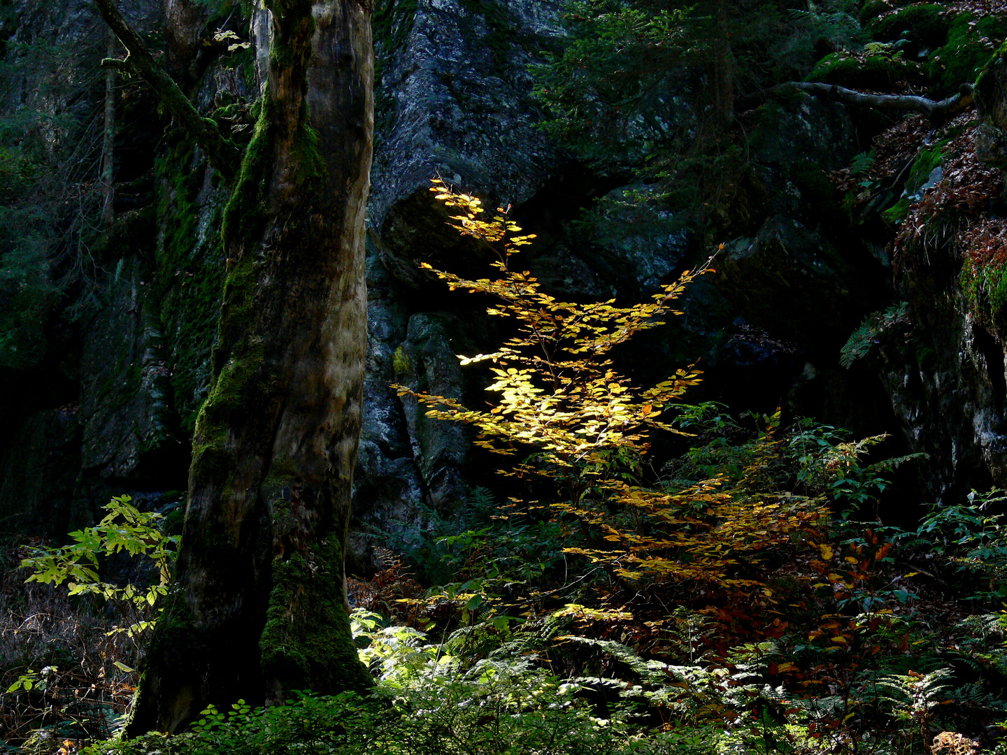 Geheimnisvoller Wald