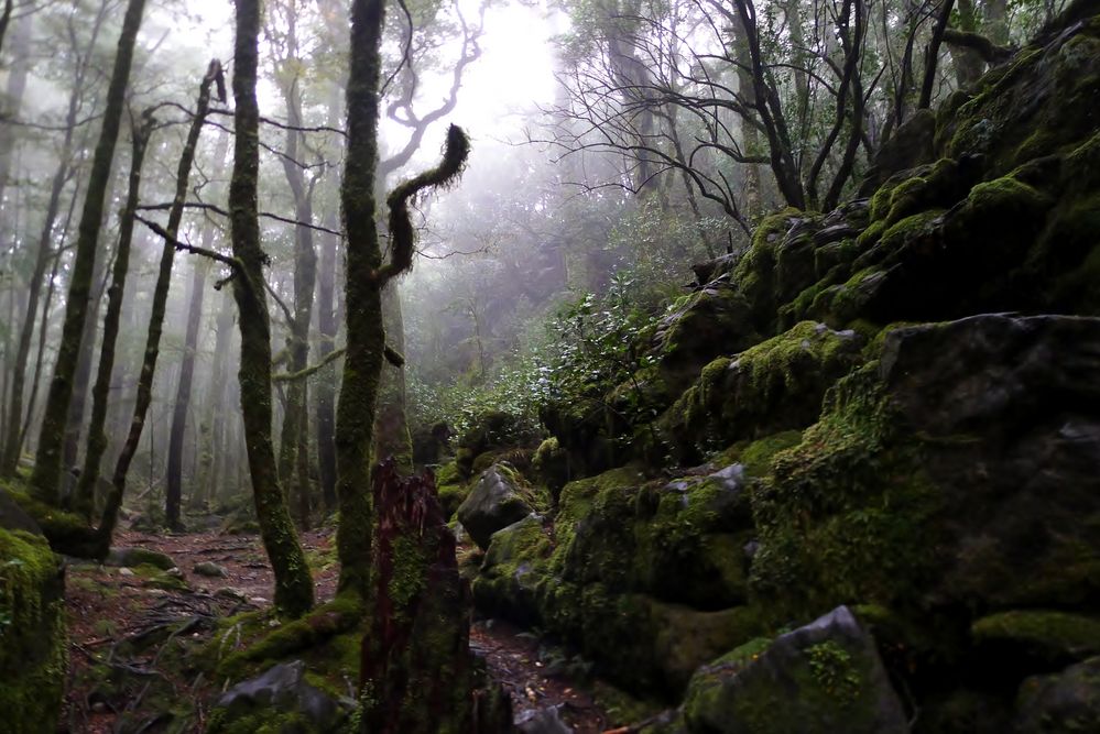 Geheimnisvoller Wald von Antje85 