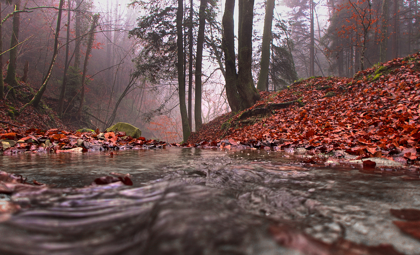 Geheimnisvoller Wald