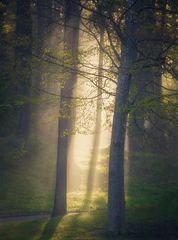 geheimnisvoller Wald