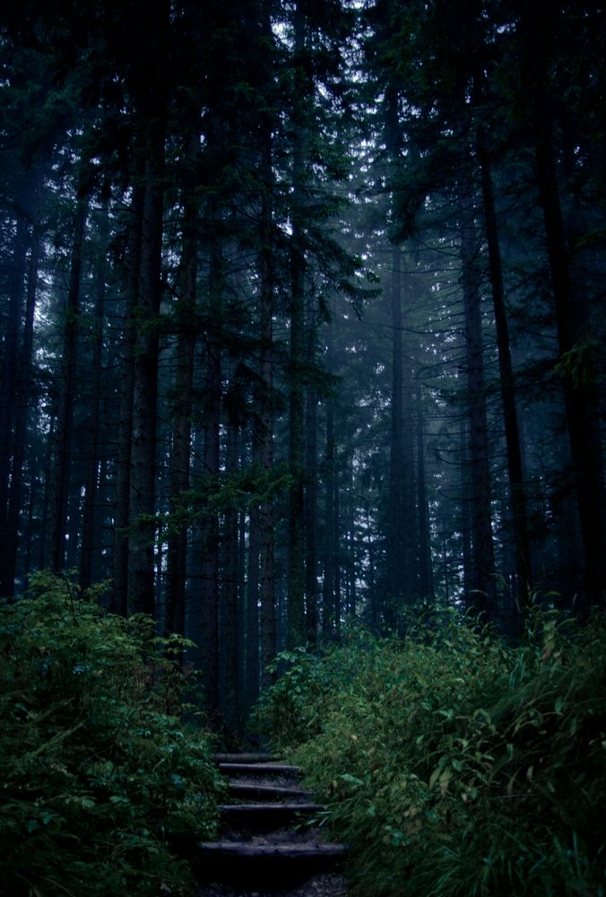 Geheimnisvoller Wald von Bogui 