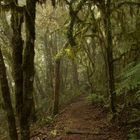 Geheimnisvoller Wald in den Bergen