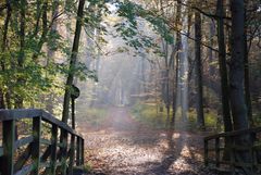 Geheimnisvoller Waldweg