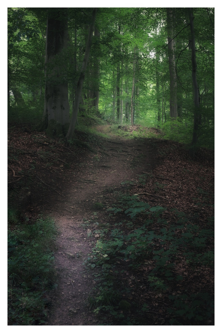 Geheimnisvoller Waldweg