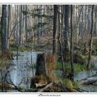 Geheimnisvolles Bialowieza