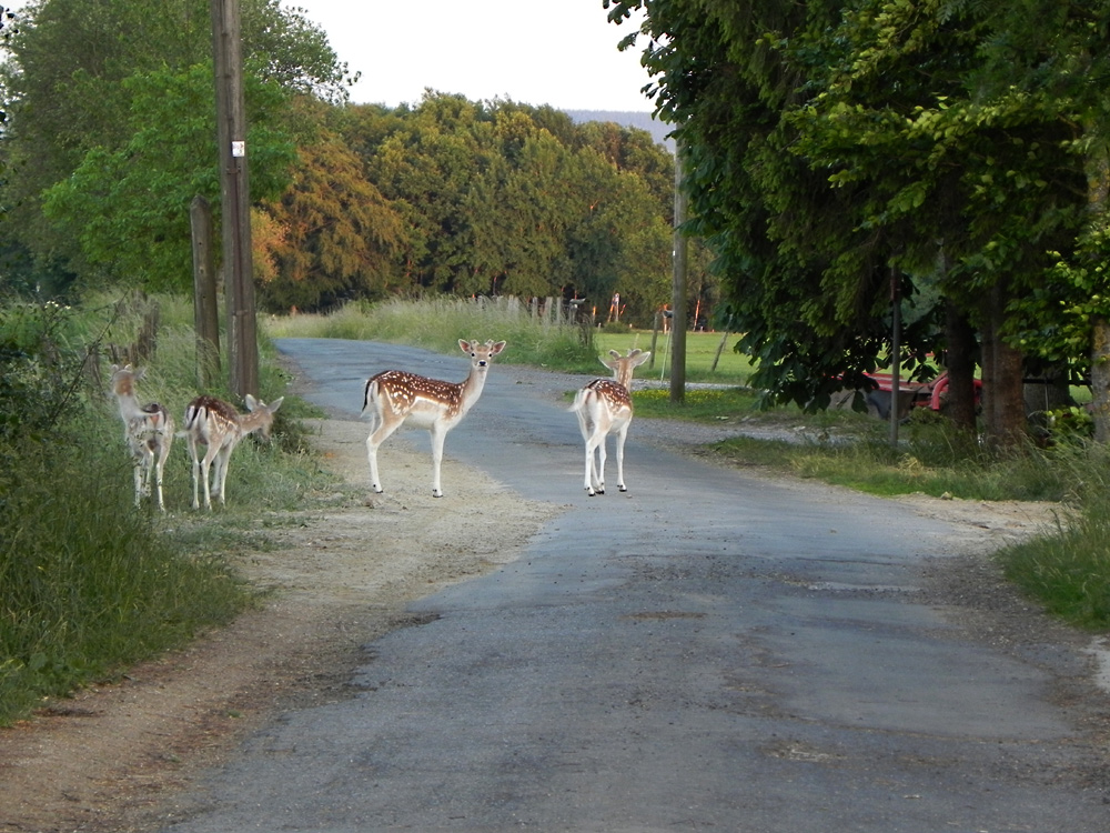 Geheimnisvolles Damwild