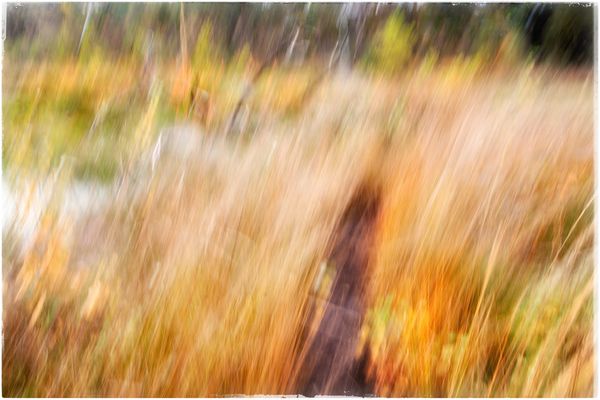 Geheimnisvolles Moor