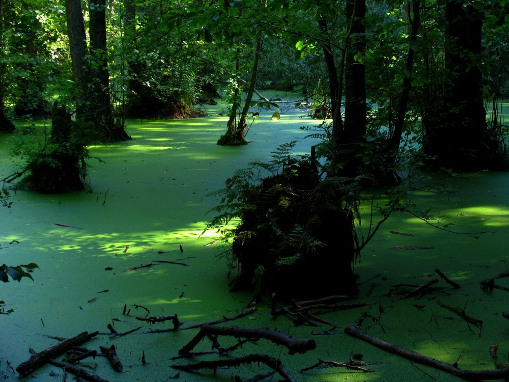 Geheimnisvolles Moor in den Donauauen / Altwasserarm