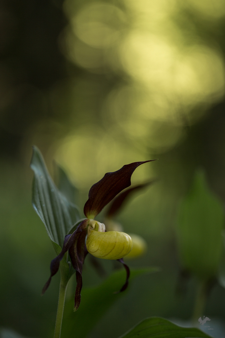 * geheimnis.wald *