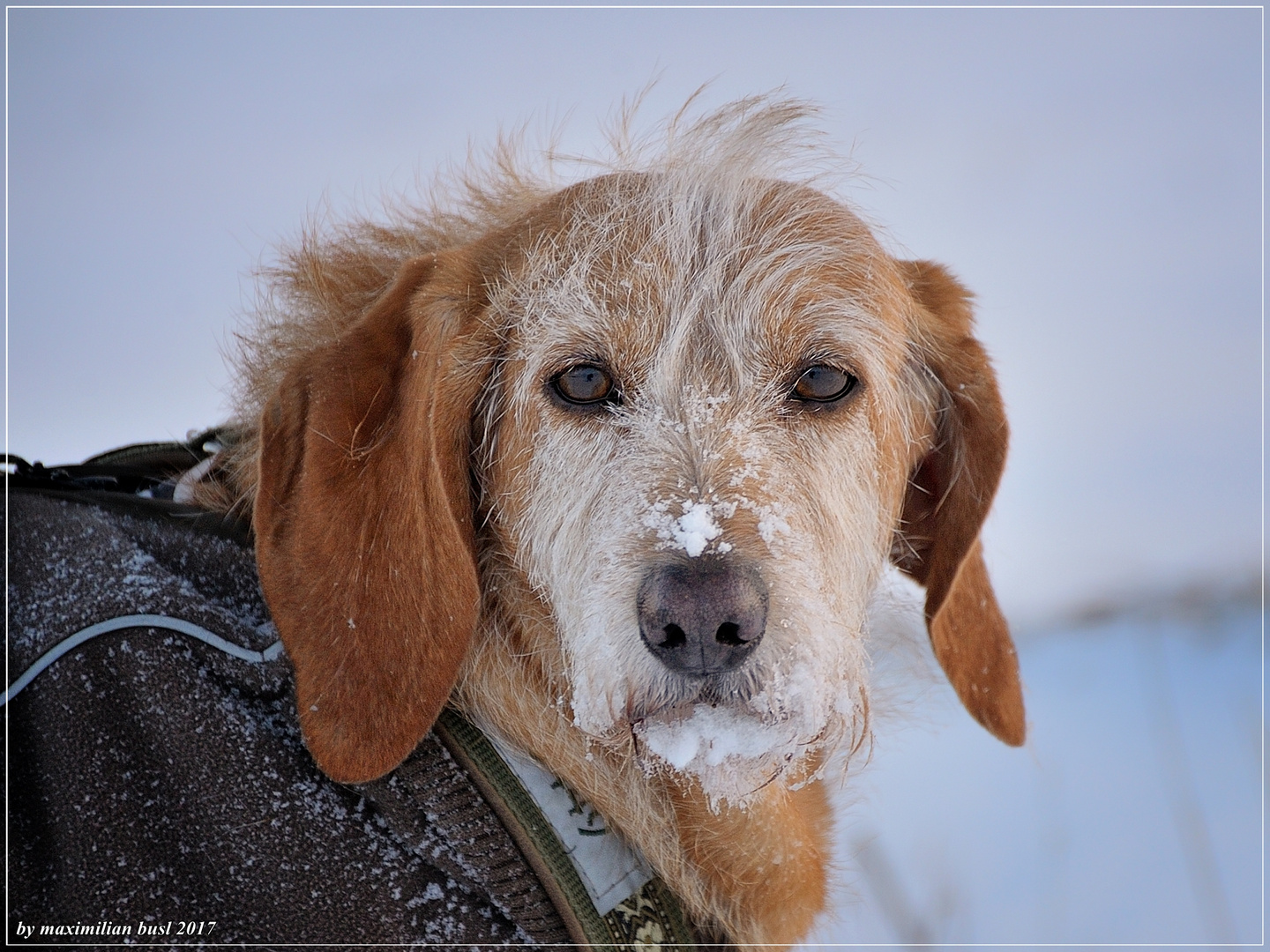 Gehen wir jetzt wieder heim? Foto & Bild | tiere, haustiere, hunde