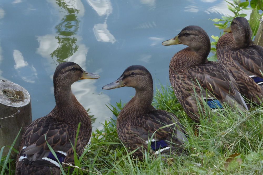 Gehen wir nun schwimmen oder nicht? Foto & Bild tiere, wildlife, wild lebende vögel Bilder auf