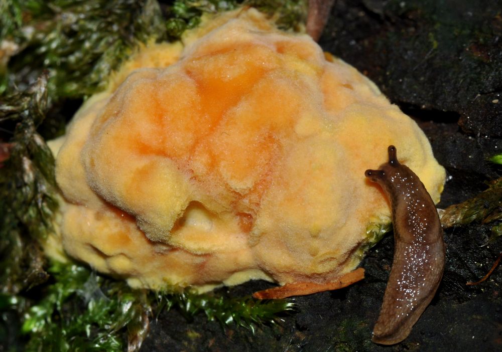 Gehirn einer Schnecke Foto & Bild pflanzen, pilze & flechten, pilze & flechten, schnecken