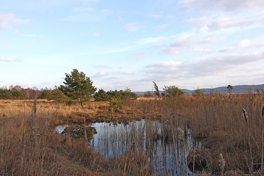 Gehlenbecker Moor 2