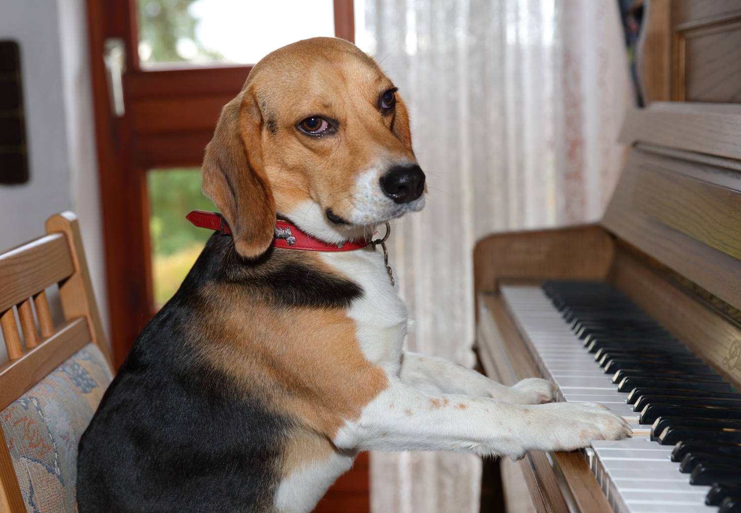 Gehmse dem Hund am Klavier nochn Bier, nochn Bier....