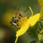 gehobenes Beinchen, aber kein Bienchen