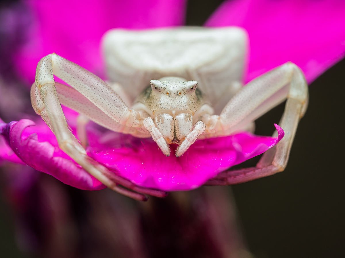 Gehöckerte Krabbenspinne