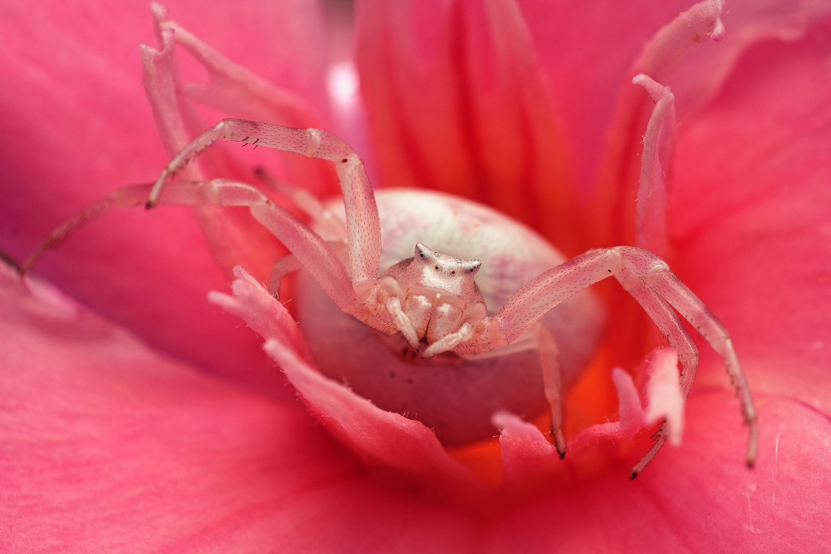 Gehöckerte Krabbenspinne 