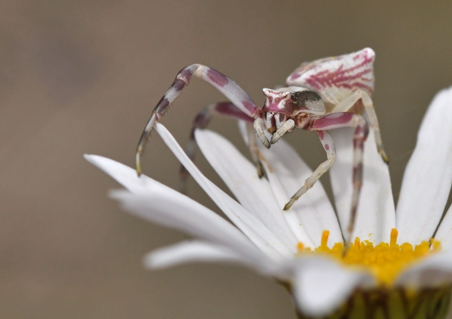 Gehöckerte Krabbenspinne