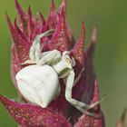 Gehöckerte Krabbenspinne