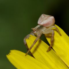 Gehöckerte Krabbenspinne