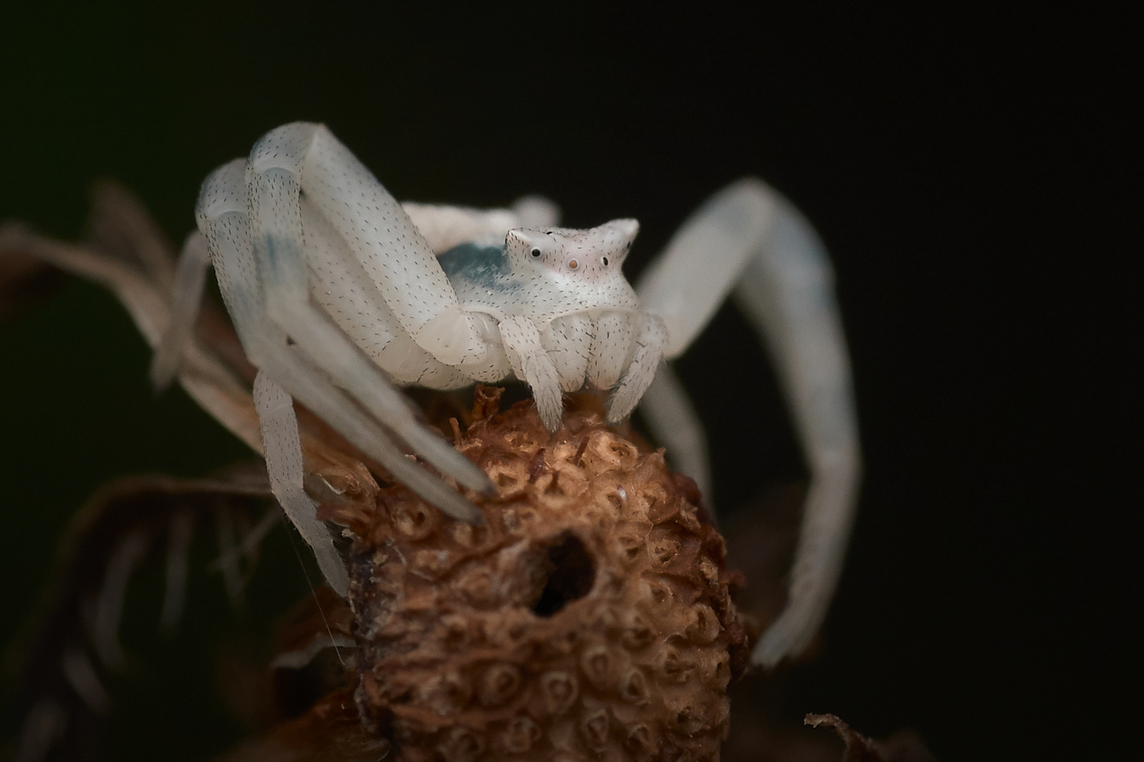 Gehöckerte Krabbenspinne