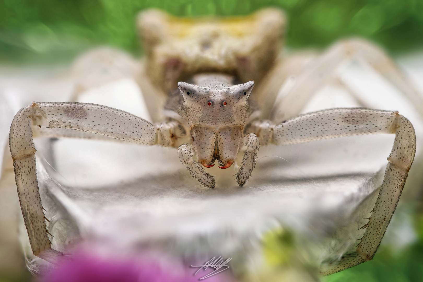 Gehöckerte Krabbenspinne (Thomisus onustus)