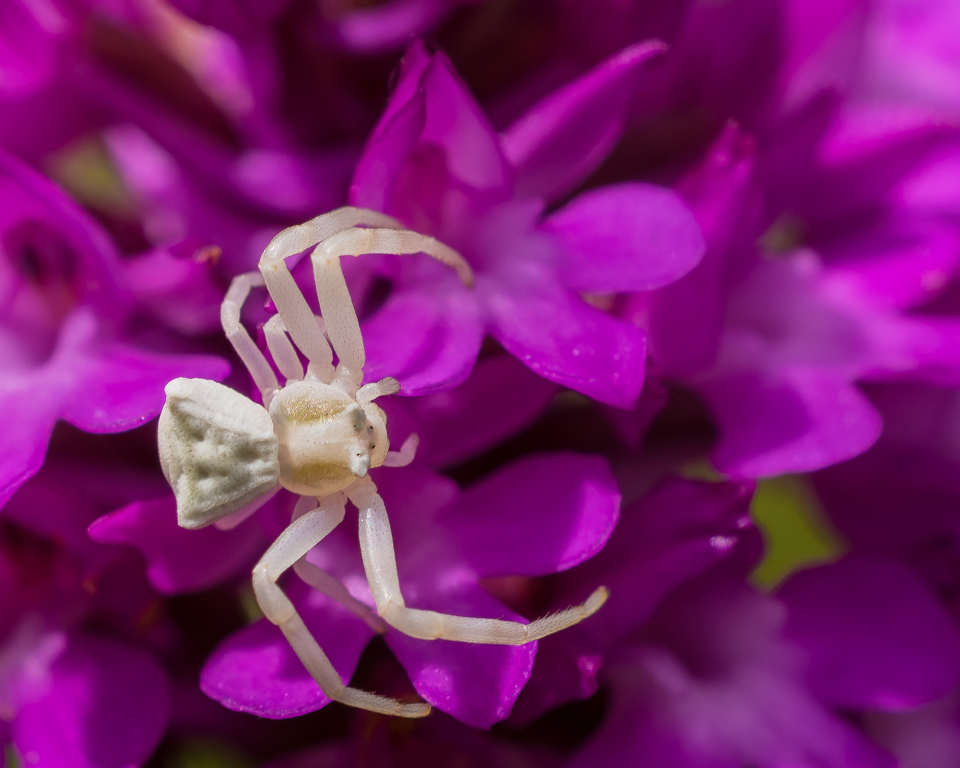 Gehöckerte Krabbenspinne (Thomisus onustus) auf Pyramiden-Hundswurz (Anacamptis pyramidalis)