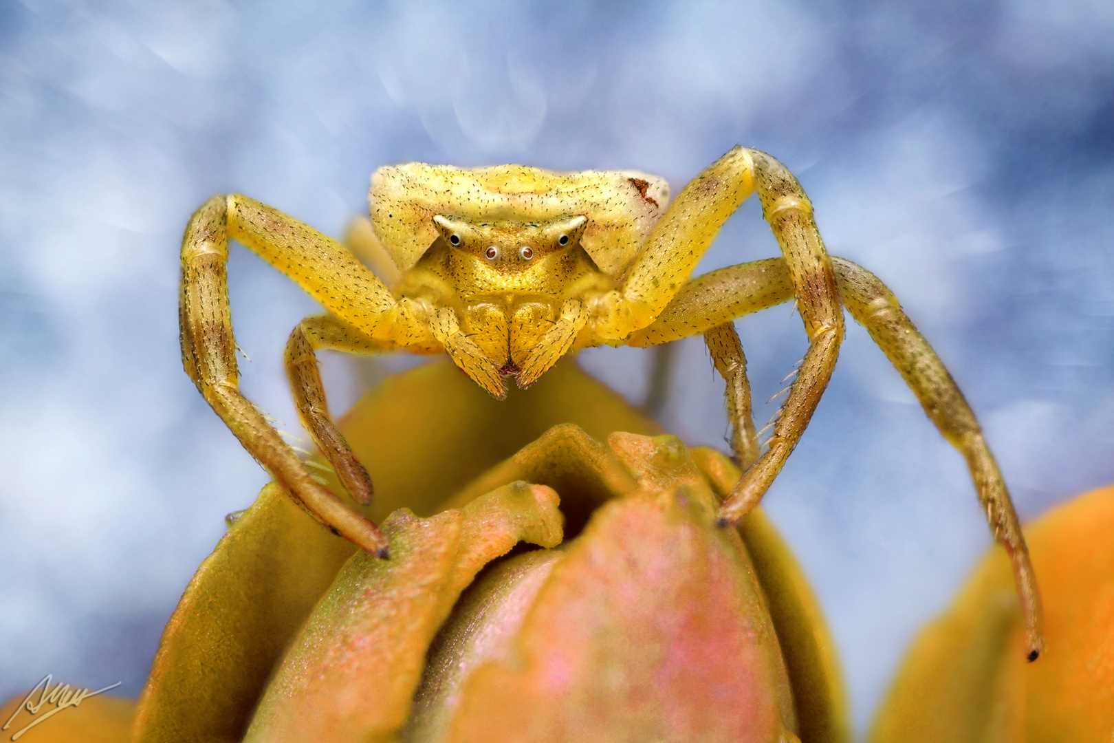 Gehöckerte Krabbenspinne (Weibchen)