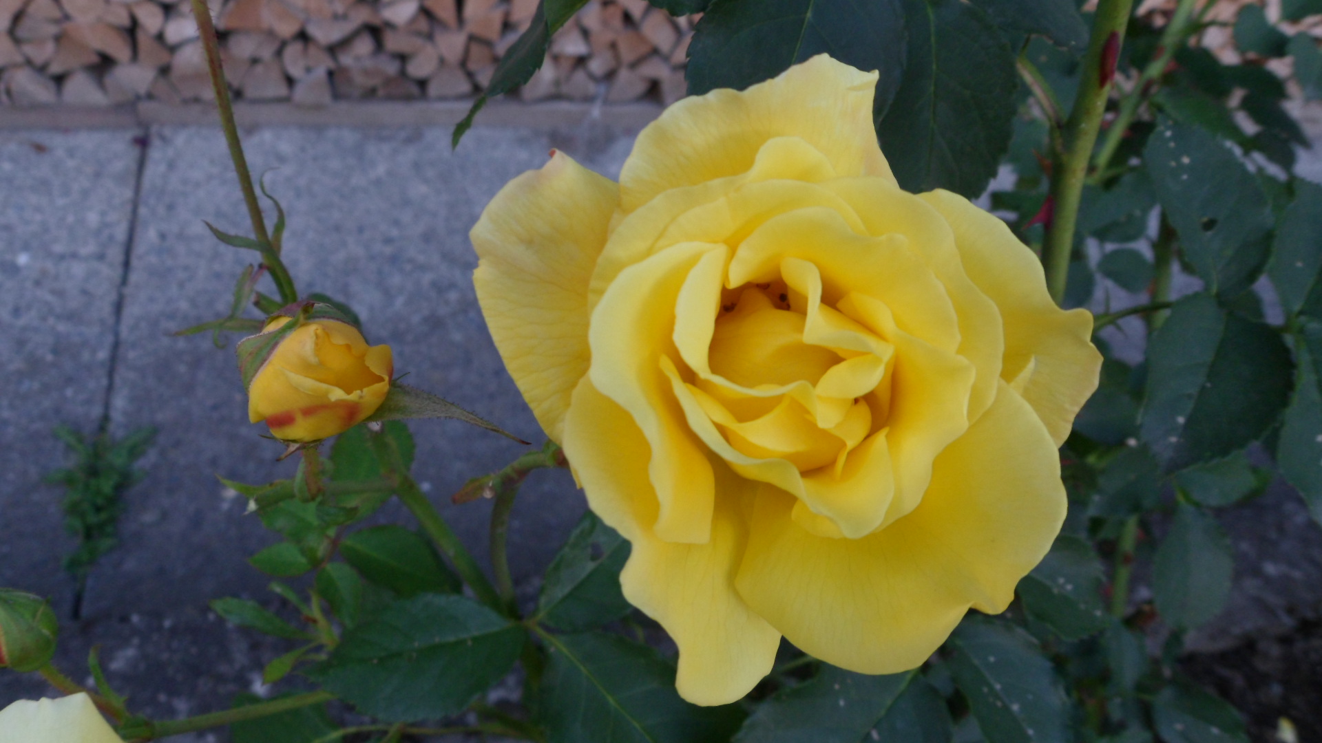 gehören in meinen Garten