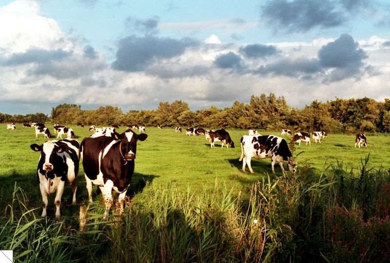 Gehören in Ostfriesland einfach dazu.......