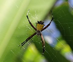 Gehörnte Gelbe Krabbenspinne