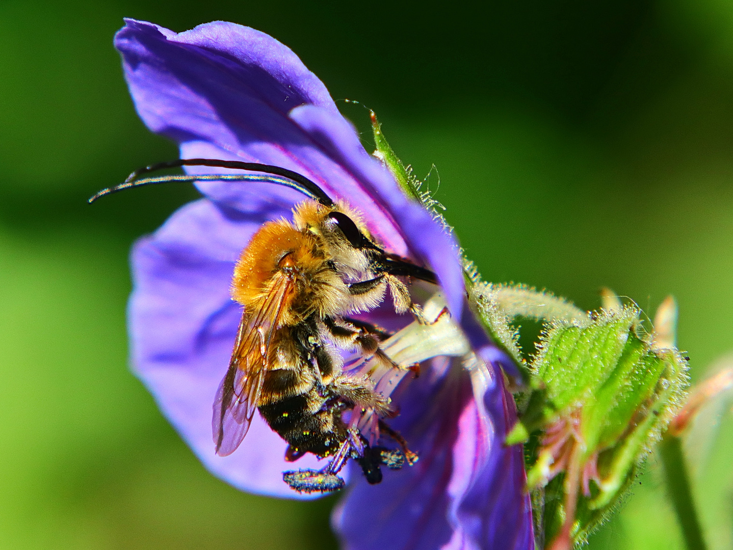 "Gehörnte Hummel"