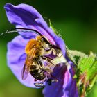 "Gehörnte Hummel"