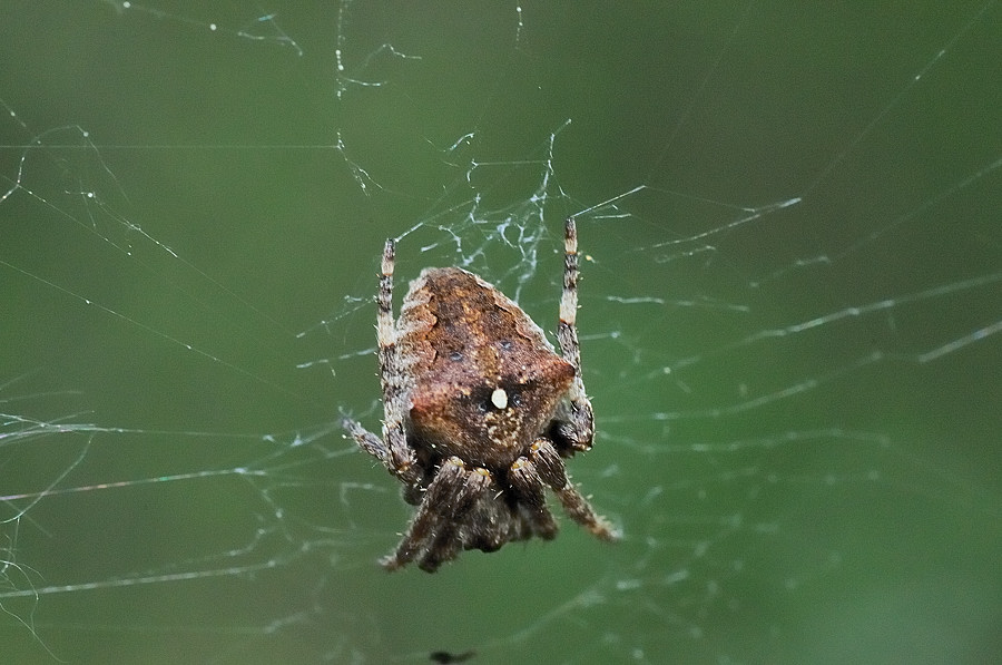 Gehörnte Kreuzspinne (Araneus angulatus)