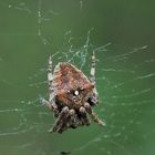 Gehörnte Kreuzspinne (Araneus angulatus)