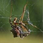 Gehörnte Kreuzspinne  -  Araneus angulatus   . . .