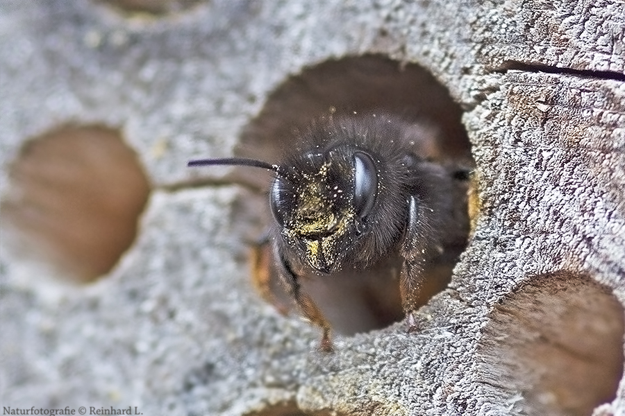  Gehörnte Mauerbiene  